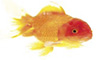 henvisning motiv: guldfisk